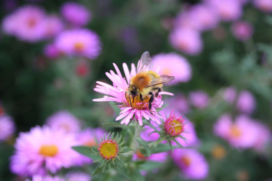 Beautiful honey bee collecting nectar on a PInk Aster Frikarti flower in the garden
