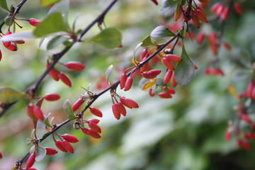 Berberis vulgaris or Berberis thunbergi with fruits in the garden. Barberry branch with red berries. Selective focus
