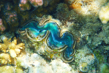 giant clam (tridacna maxima)