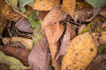 Background of heap of dry leaves, macro