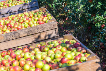 The harvest of fresh ripe red apples just collected from the trees are folded into large wooden pallet containers. A sunny autumn day in farmer's orchards. Production capacity of a orchards farm.