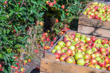 The harvest of fresh ripe red apples just collected from the trees are folded into large wooden pallet containers. A sunny autumn day in farmer's orchards. Production capacity of a orchards farm.