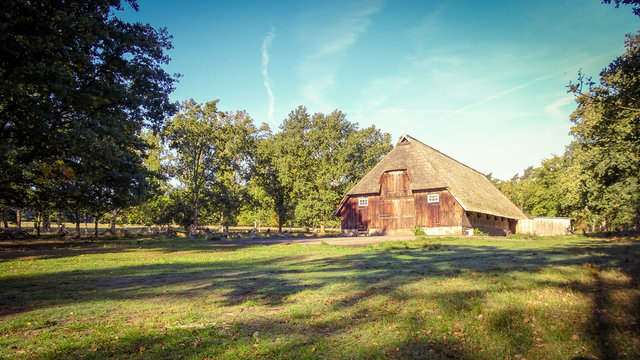 Goldener Herbst in der L&uuml;neburger Heide bei Undeloh