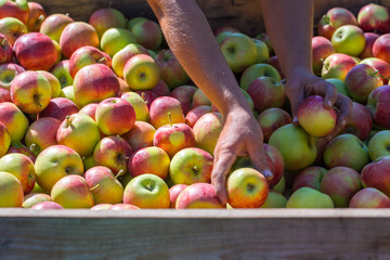 The hands of the employee who sorts and calibrate harvest of fresh ripe red apples just collected from the trees are folded into large wooden pallet containers. A sunny autumn day in farmer's orchards