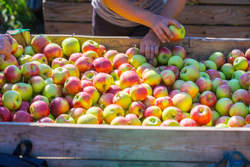 The hands of the employee who sorts and calibrate harvest of fresh ripe red apples just collected from the trees are folded into large wooden pallet containers. A sunny autumn day in farmer's orchards