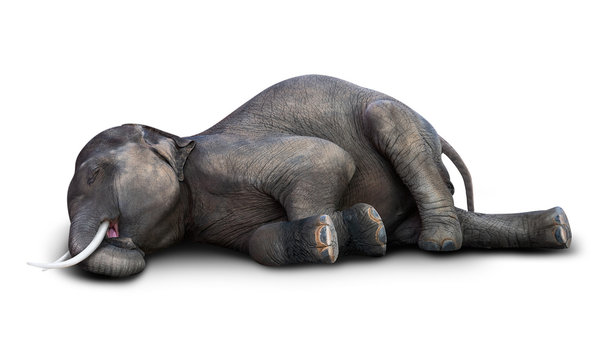 Dead elephant isolated Stock Photo | Adobe Stock