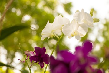 Fototapeta na wymiar White and purple orchids with blurred green leaves background