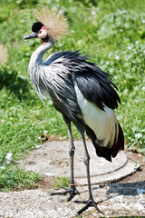 grey crowned crane