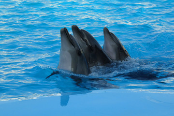 three dolphins are swimming
