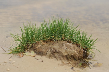 grass