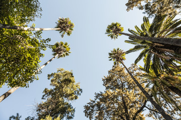 Palm grove seen from below.