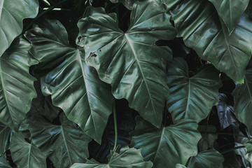 Tropical green leaves on black background