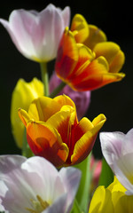 Fototapeta premium Close-up of a pile of bright and colorful tulips isolated on dark black background