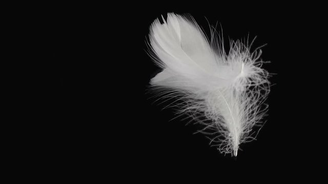 real shot of falling white bird feather on a black mirror surface 4k resolution