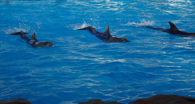 three dolphins are swimming