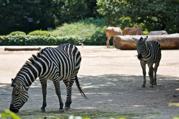 zebra in zoo