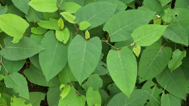 Japanese Knotweed Plant