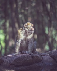 Singe sur pierre