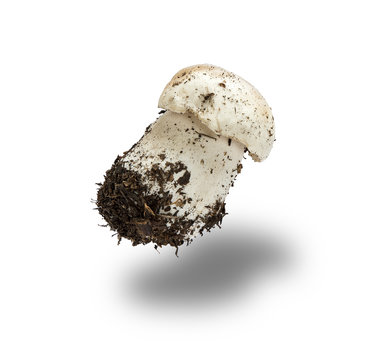  mushroom with root and mycelium Boletus edulis