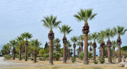Fototapeta premium date palms planted in a city park