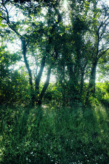 Germany Europe nature trees, green meadown a sunny day
