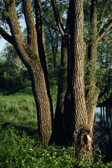 Germany Europe nature trees, green meadown a sunny day forest