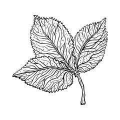Beautiful detailed leaf. Botanical Hand drawn Vector Outline leaves, isolated on white background. Hand drawn Monochrome realistic illustration