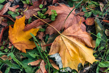 yellow leaves on green grass in the Park. autumn