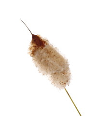 Common bulrush, reed seeds isolated on white background, clipping path