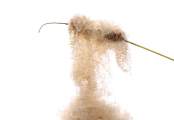 Common bulrush, reed seeds isolated on white background, clipping path © dule964