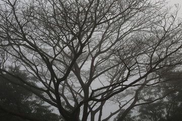 one tree without leaves  - beautiful autumn landscape in forest and moody sky