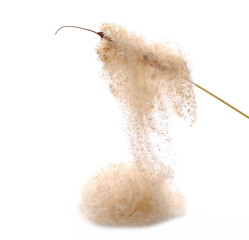 Common bulrush, reed seeds isolated on white background © dule964