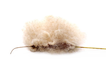 Common bulrush, reed seeds isolated on white background © dule964