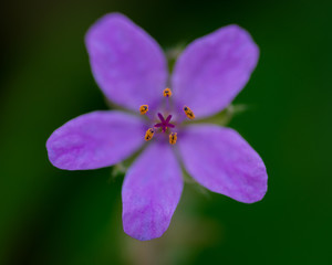 piccolo fiore viola con cinque petali visto dall'alto 