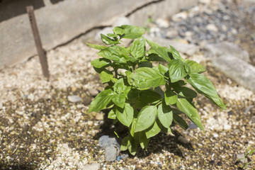 Fresh basil plant