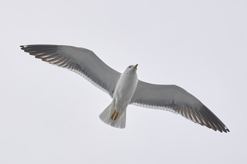 Seagull over the sea