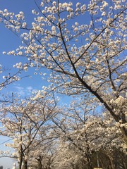 japan sakura cherry