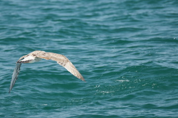 Seagull over the sea