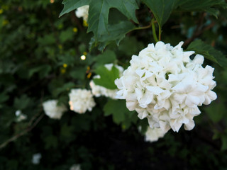 Buldenezh bush - white spheric flower with contrast dark leaves, atmospheric closeup photo