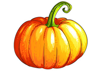 Vector illustration of pumpkin in sketch style.