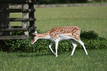 Biche au parc