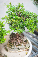 Obraz premium Close up green Japanese Bonsai Tree in the Garden at daytime with little leaves and roots in blur, view from above