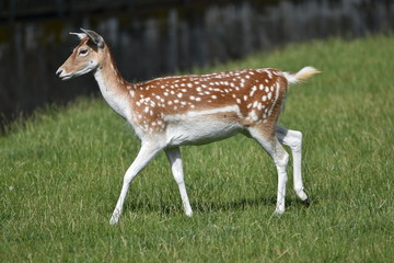 Biche au parc