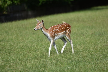 Biche au parc