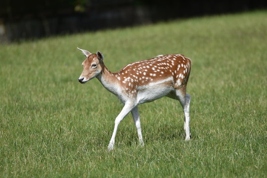 Biche au parc