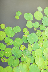 Lotus leaves with drops of water. Oriental garden. Natural exotic background, selective focus