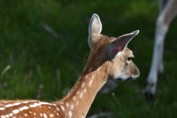 Biche