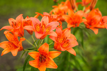 Close up Blooming Bright orange lily flowers in the sunny garden.
