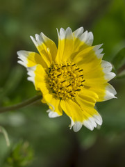 Le Chrysanthème couronné  ou Chrysanthème Comestible (Glebionis coronaria)