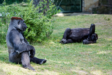 Obraz na płótnie Canvas Gorilla in Zoo